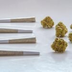 Why Product Freshness Matters in Cannabis