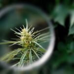 Exploring Cannabis Products Beyond Flower