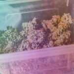 Find Great Cannabis Flower in Greenfield, MA