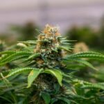 What to Expect When You Visit The Smokey Leaf