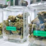 A Beginner’s Guide to Shopping at a Cannabis Dispensary in Greenfield, MA